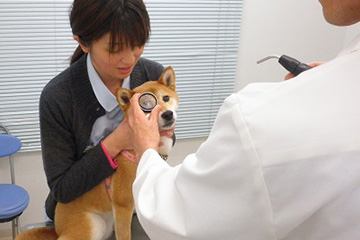 眼科検査