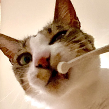 歯みがき