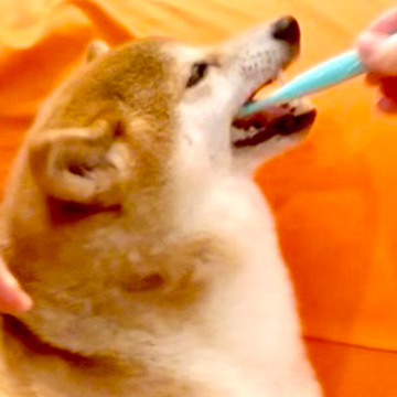 歯みがき